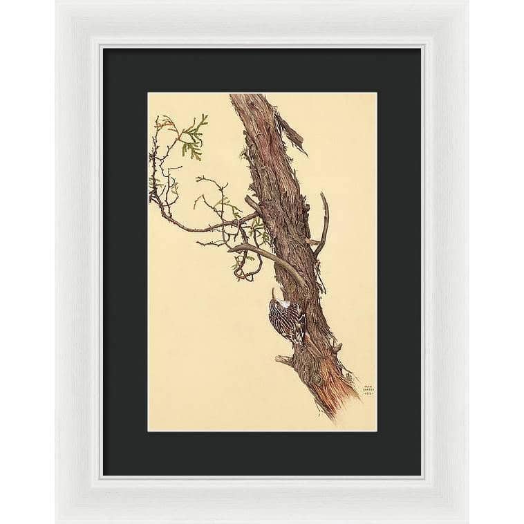 Brown Creeper - Framed Print | Artwork by Glen Loates