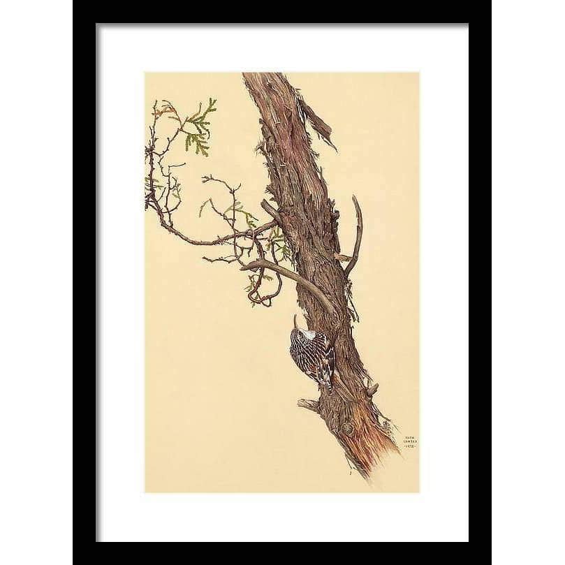 Brown Creeper - Framed Print | Artwork by Glen Loates