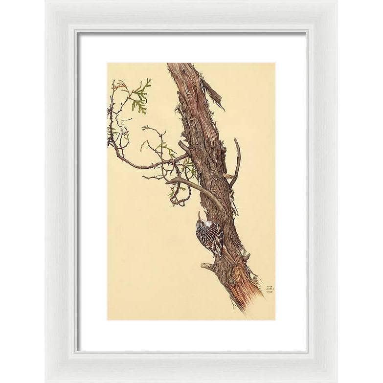 Brown Creeper - Framed Print | Artwork by Glen Loates