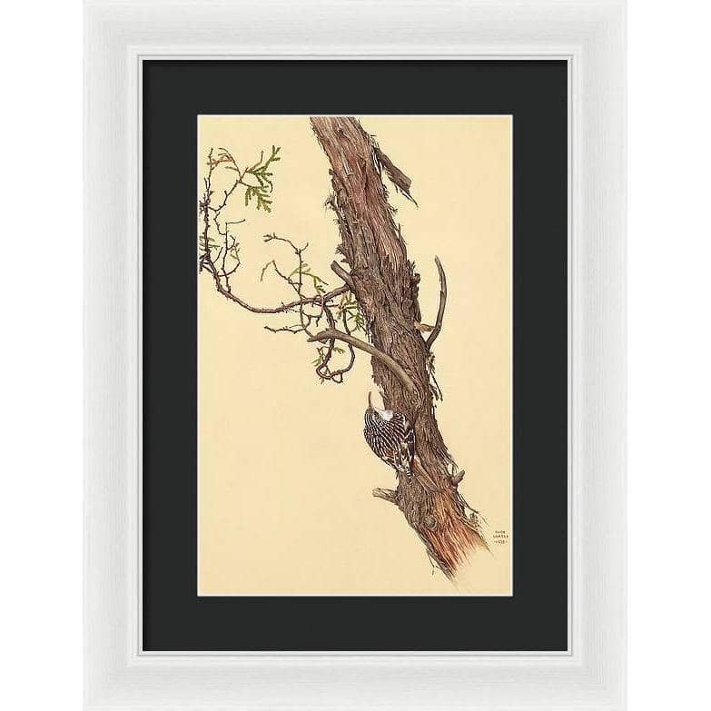 Brown Creeper - Framed Print | Artwork by Glen Loates