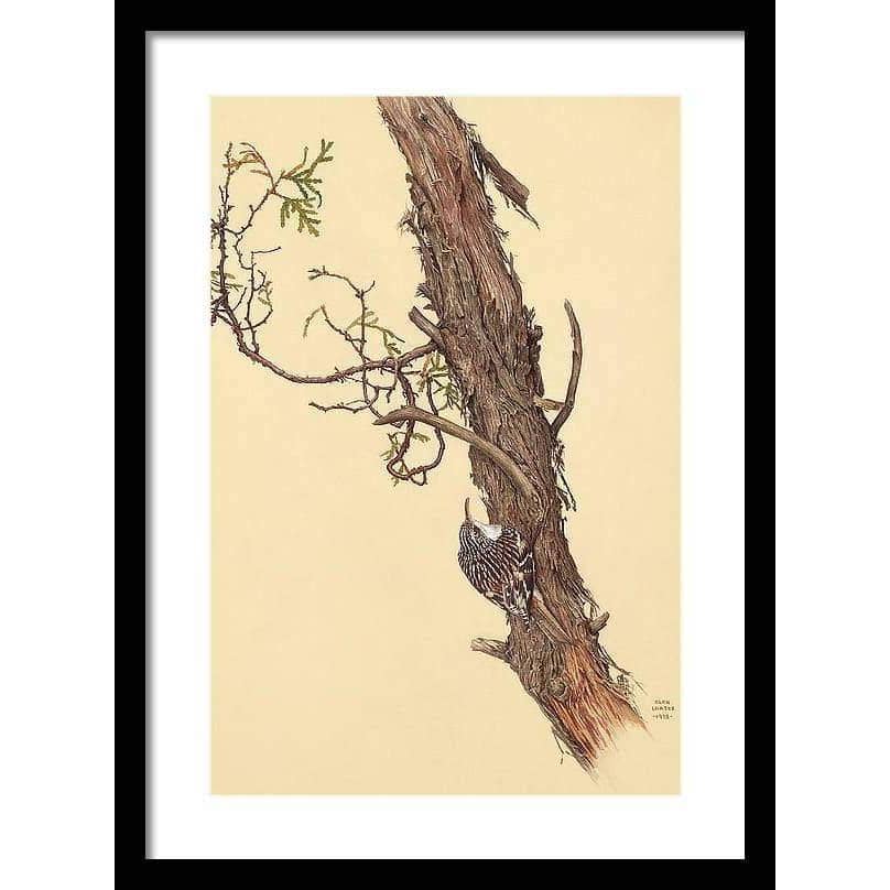 Brown Creeper - Framed Print | Artwork by Glen Loates