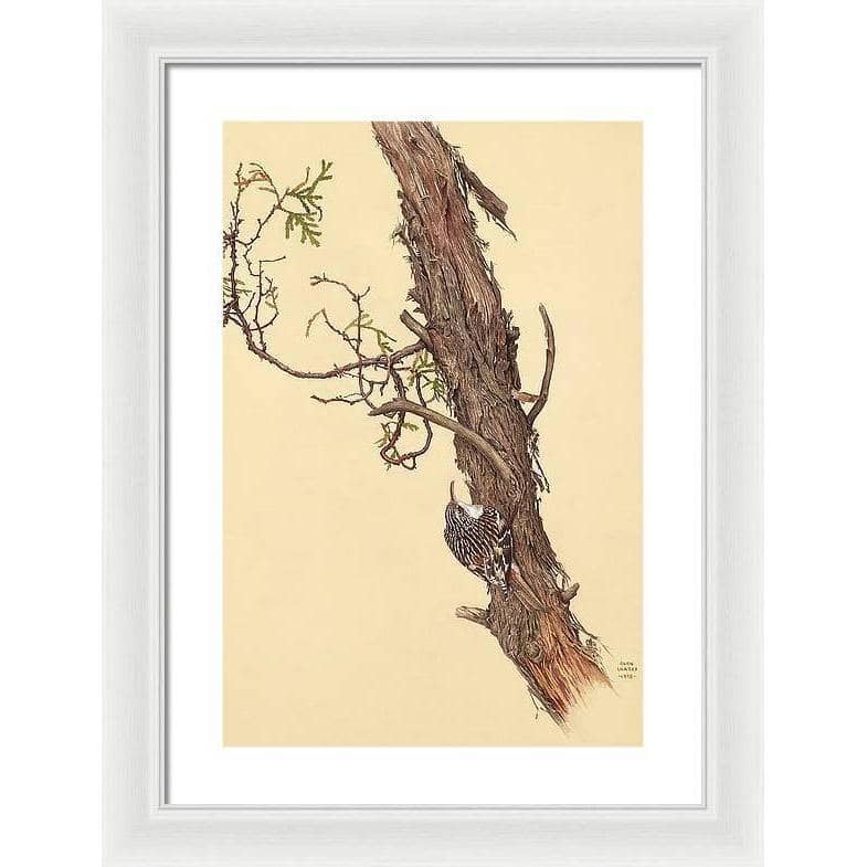Brown Creeper - Framed Print | Artwork by Glen Loates