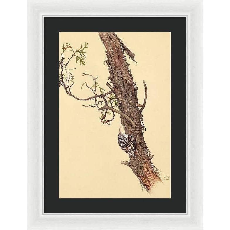 Brown Creeper - Framed Print | Artwork by Glen Loates