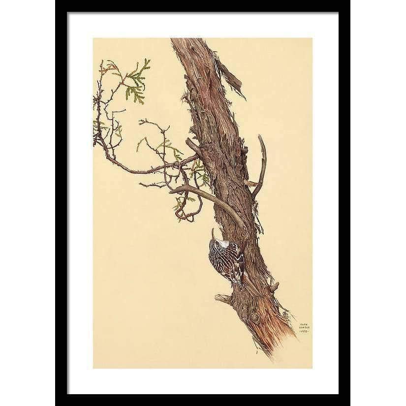 Brown Creeper - Framed Print | Artwork by Glen Loates