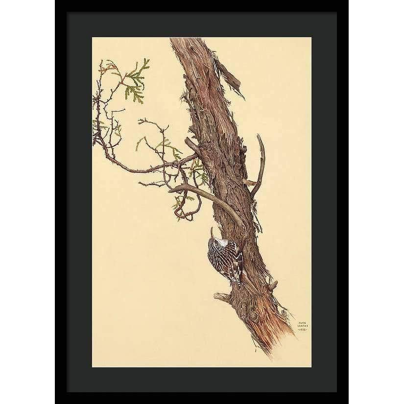 Brown Creeper - Framed Print | Artwork by Glen Loates