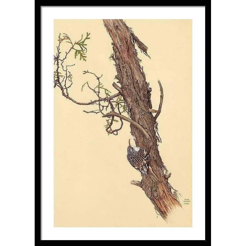 Brown Creeper - Framed Print | Artwork by Glen Loates
