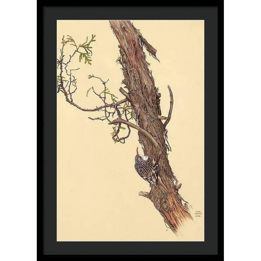 Brown Creeper - Framed Print | Artwork by Glen Loates