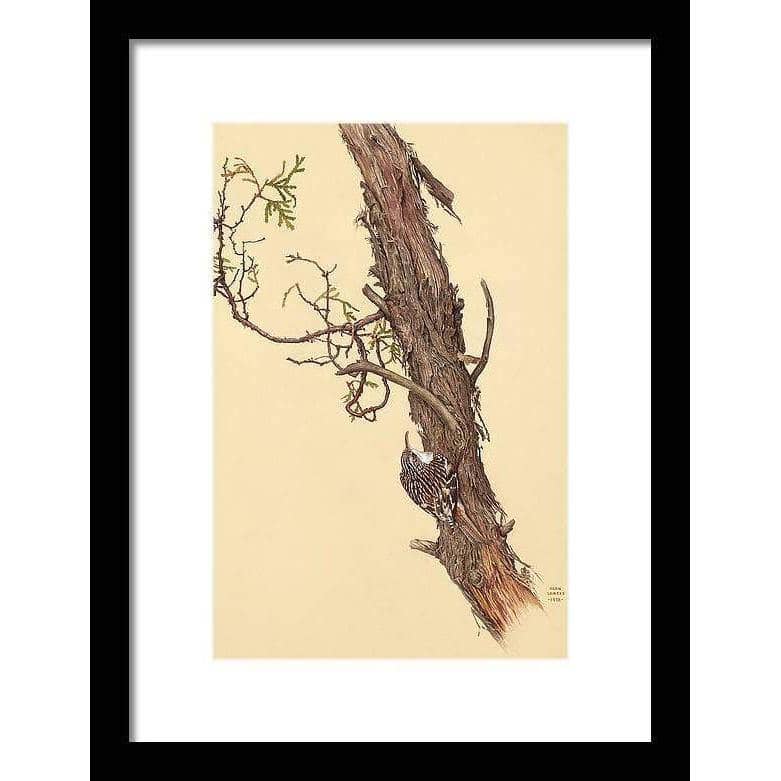 Brown Creeper - Framed Print | Artwork by Glen Loates