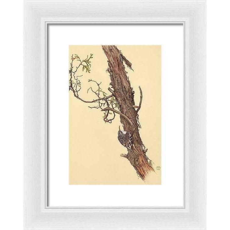 Brown Creeper - Framed Print | Artwork by Glen Loates