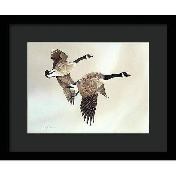 Canada Geese - Framed Print | Artwork by Glen Loates