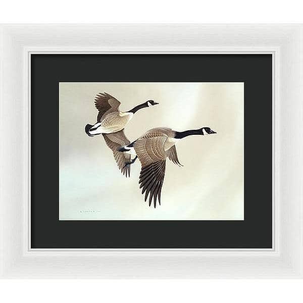 Canada Geese - Framed Print | Artwork by Glen Loates