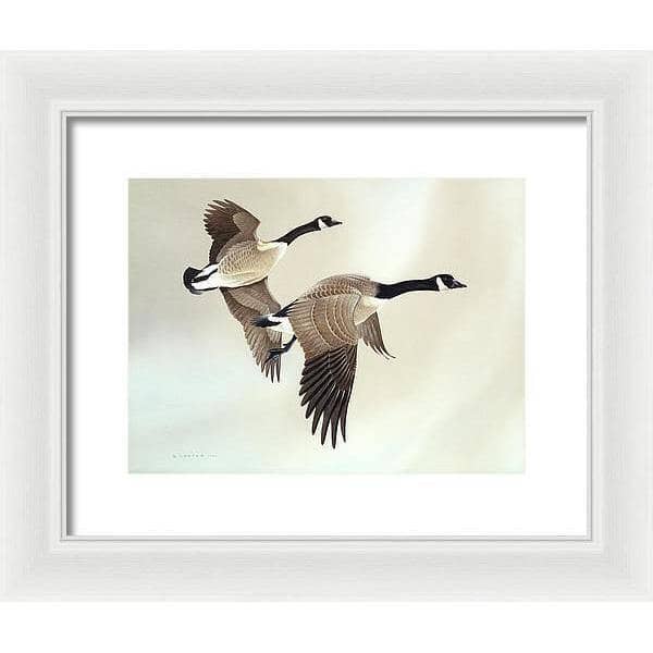 Canada Geese - Framed Print | Artwork by Glen Loates