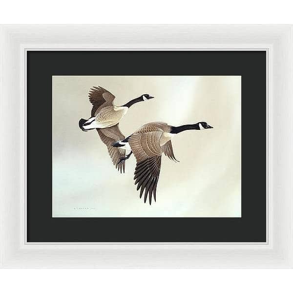 Canada Geese - Framed Print | Artwork by Glen Loates