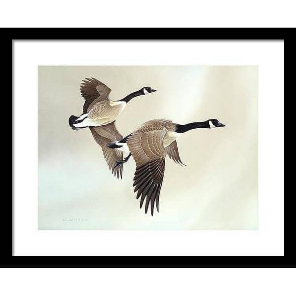 Canada Geese - Framed Print | Artwork by Glen Loates