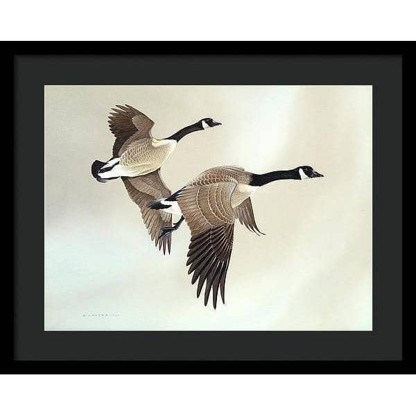 Canada Geese - Framed Print | Artwork by Glen Loates