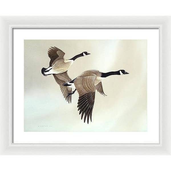 Canada Geese - Framed Print | Artwork by Glen Loates