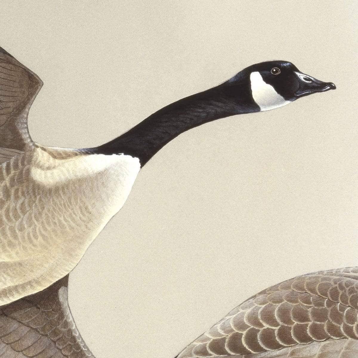 Canada Geese - Framed Print | Artwork by Glen Loates