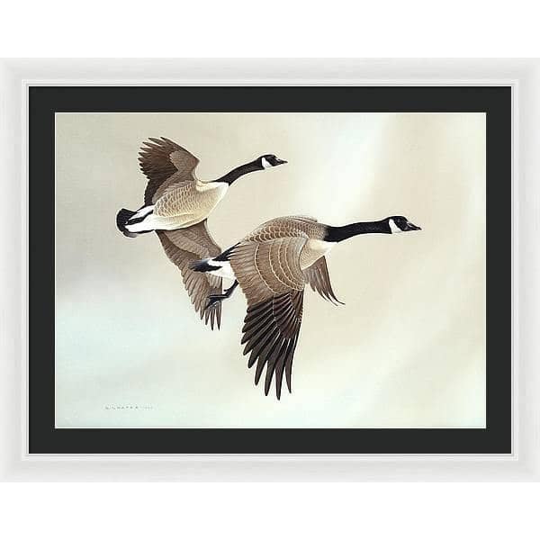 Canada Geese - Framed Print | Artwork by Glen Loates