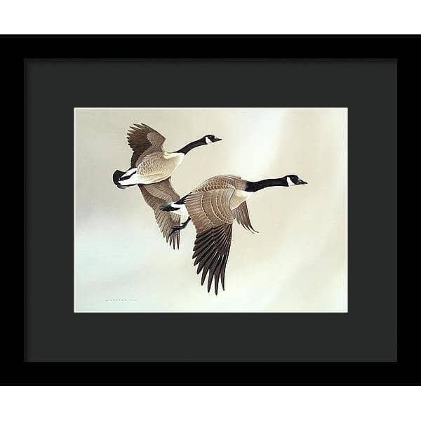 Canada Geese - Framed Print | Artwork by Glen Loates