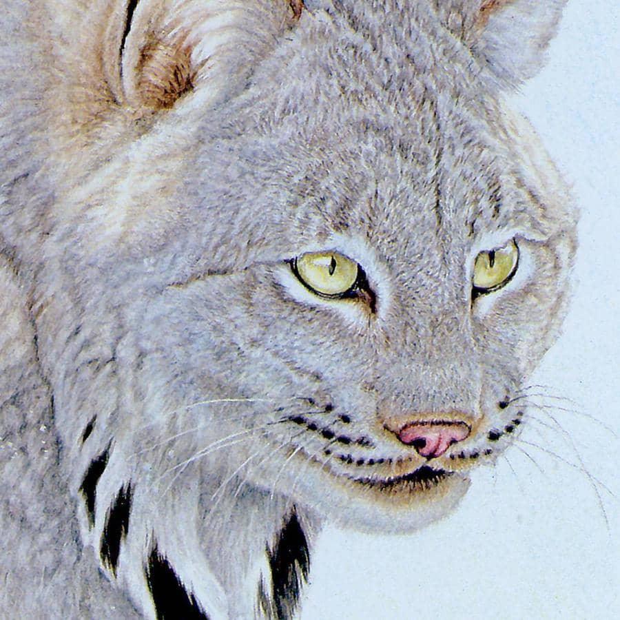 Canada Lynx - Canvas Print | Artwork by Glen Loates