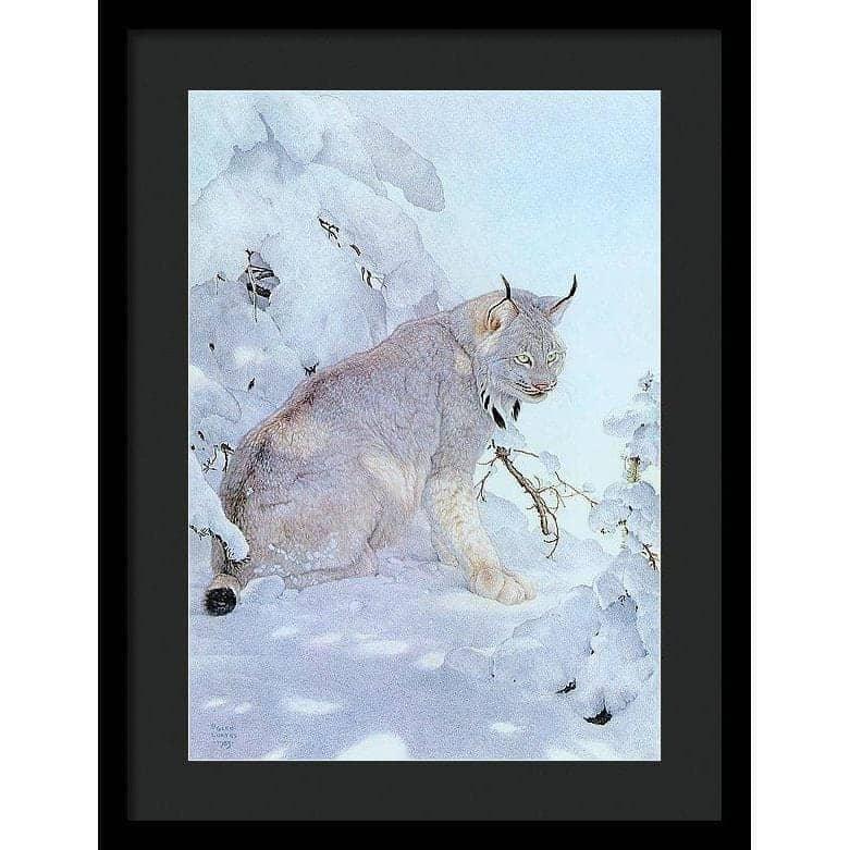 Canada Lynx - Framed Print | Artwork by Glen Loates
