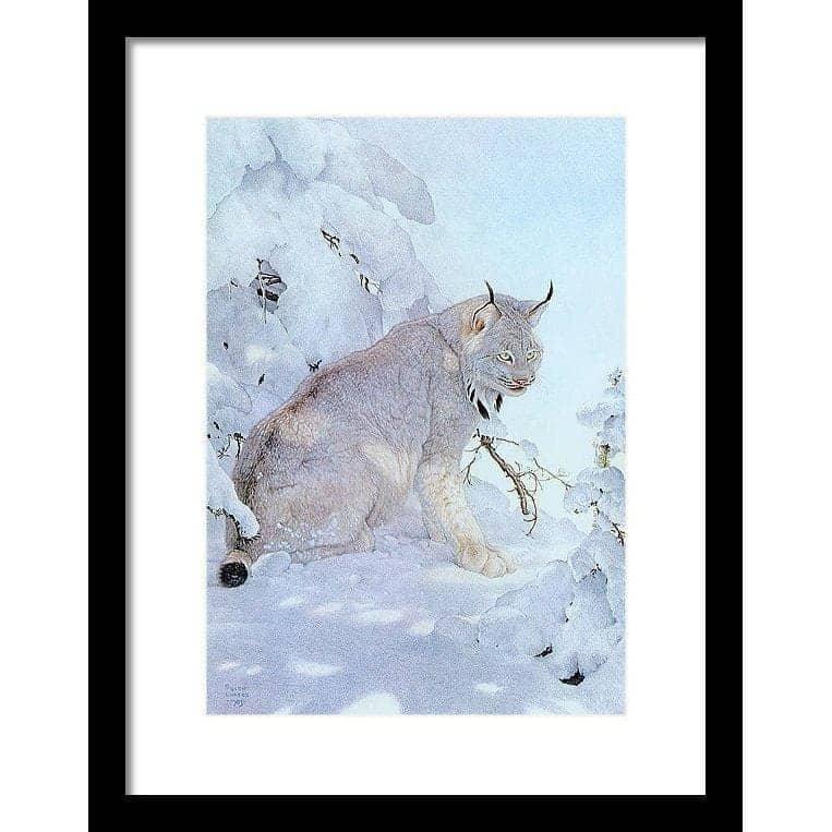 Canada Lynx - Framed Print | Artwork by Glen Loates