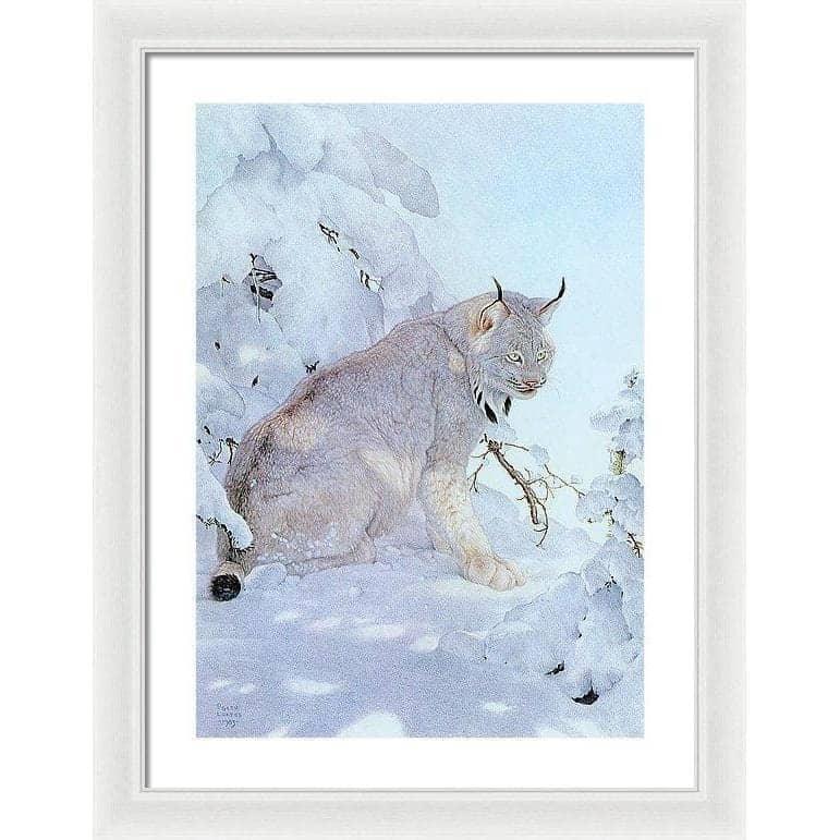 Canada Lynx - Framed Print | Artwork by Glen Loates