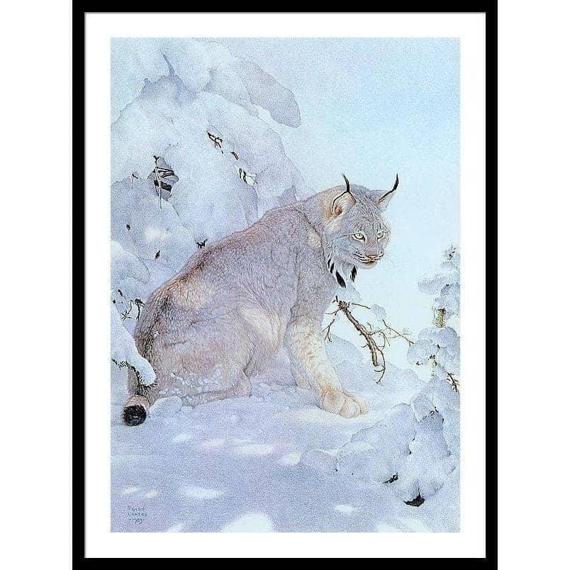Canada Lynx - Framed Print | Artwork by Glen Loates