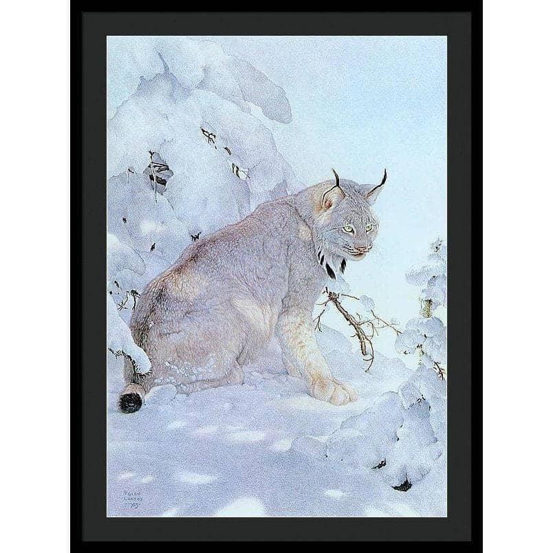 Canada Lynx - Framed Print | Artwork by Glen Loates