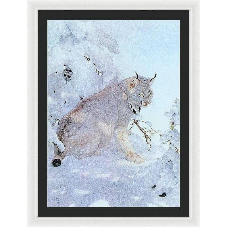 Canada Lynx - Framed Print | Artwork by Glen Loates