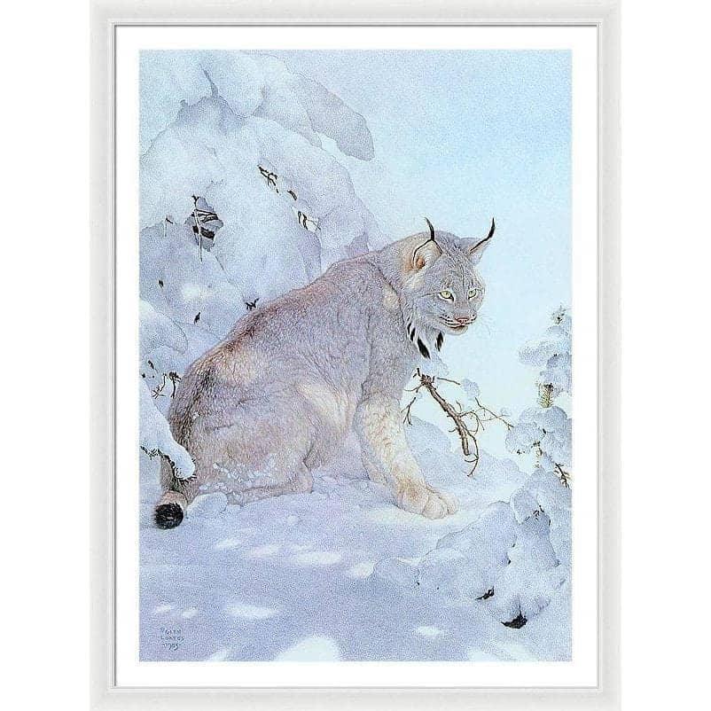 Canada Lynx - Framed Print | Artwork by Glen Loates