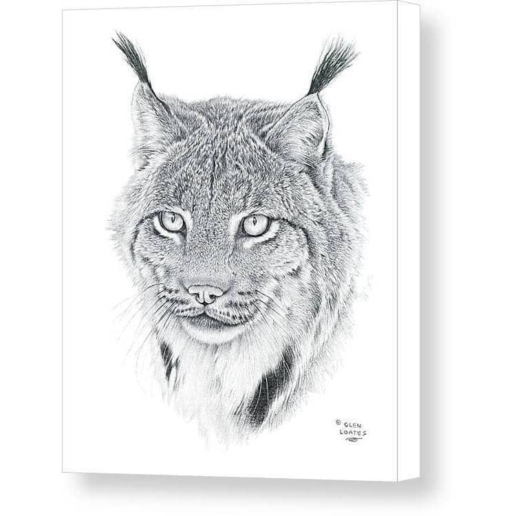 Canada Lynx Portrait by Glen Loates, gallery canvas: a finely detailed pencil portrait of a Canada lynx