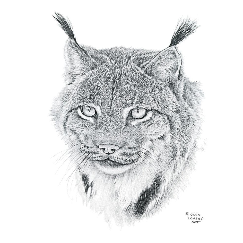 Canada Lynx Portrait - Canvas Print | Artwork by Glen Loates