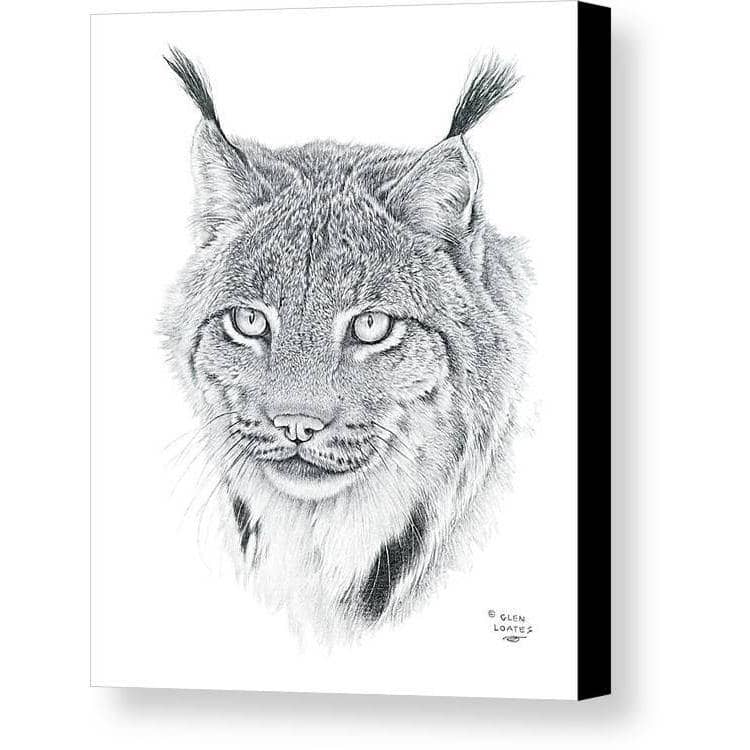 Canada Lynx Portrait by Glen Loates, gallery canvas with black wrapped edges