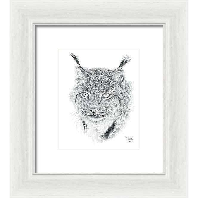 Canada Lynx Portrait - Framed Print | Artwork by Glen Loates