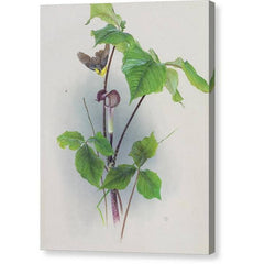 Gallery Canvas