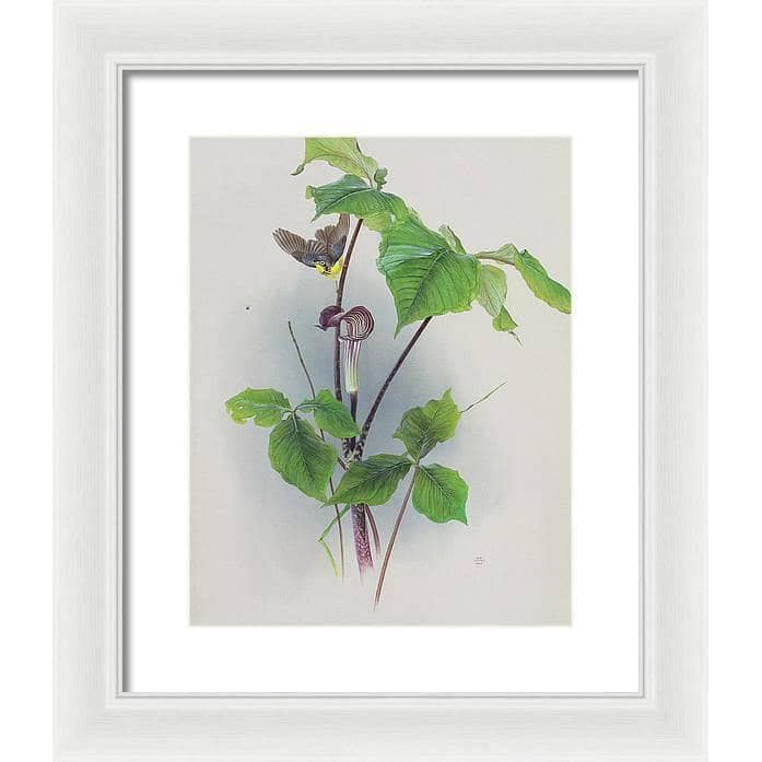 Canada Warbler on a Jack-in-the-pulpit - Framed Print | Artwork by Glen Loates