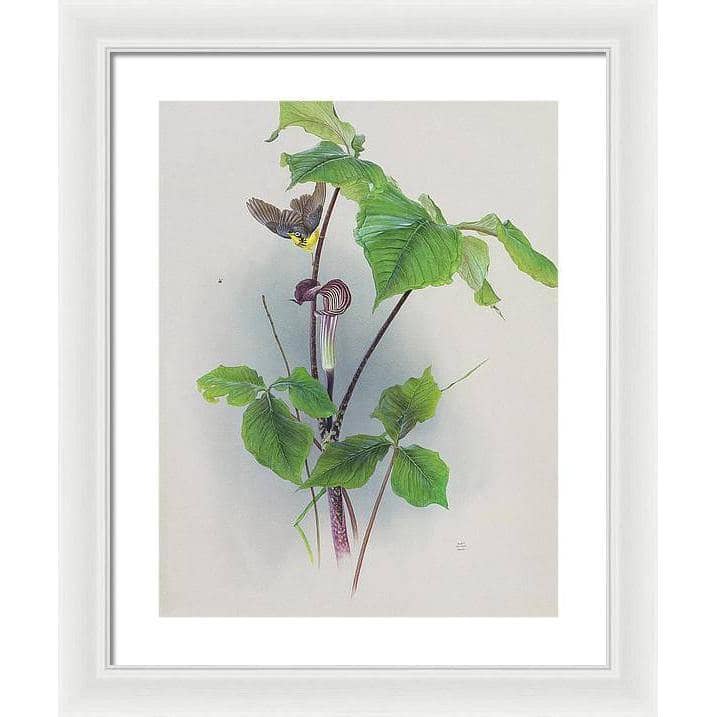 Canada Warbler on a Jack-in-the-pulpit - Framed Print | Artwork by Glen Loates