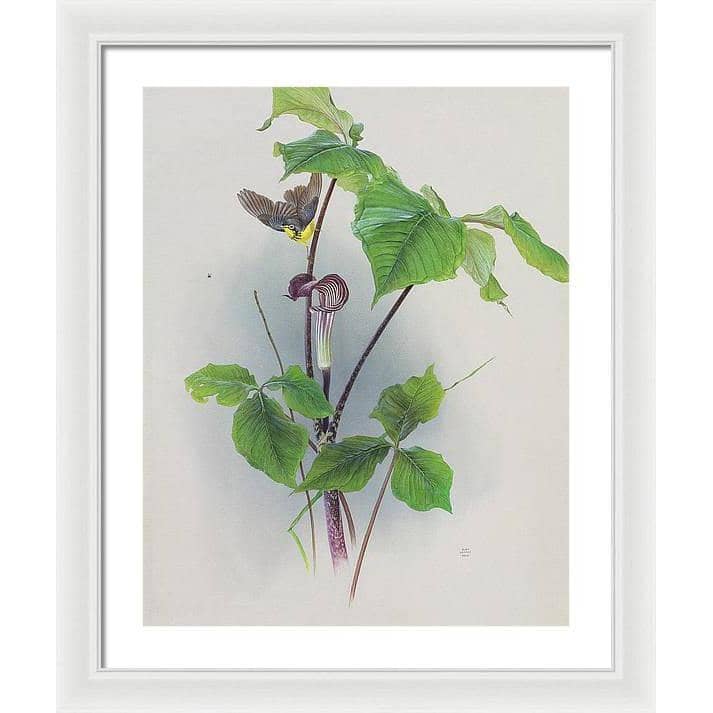 Canada Warbler on a Jack-in-the-pulpit - Framed Print | Artwork by Glen Loates