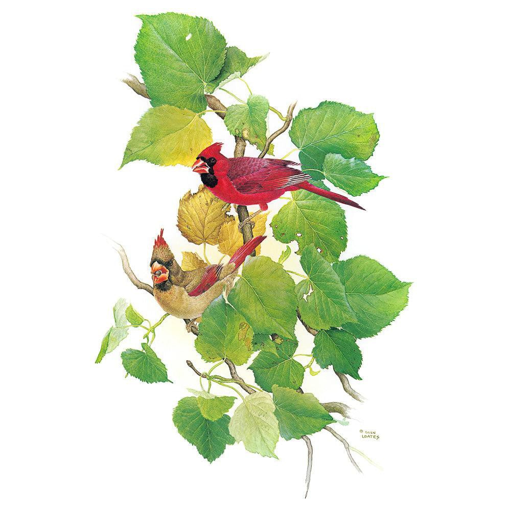 Cardinals - Canvas Print | Artwork by Glen Loates