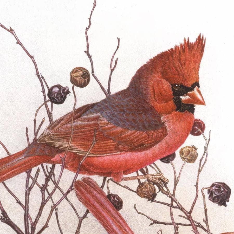 Cardinals on Rosehip Bush - Framed Print | Artwork by Glen Loates