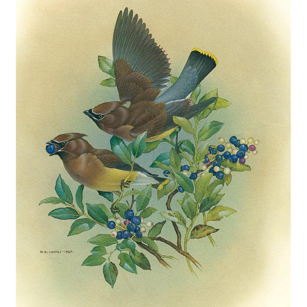 Cedar Waxwings in Blueberry Bush - Canvas Print | Artwork by Glen Loates