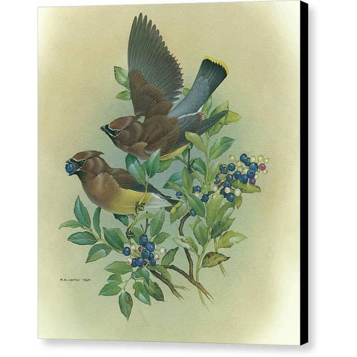 Cedar Waxwings in Blueberry Bush - Canvas Print | Artwork by Glen Loates