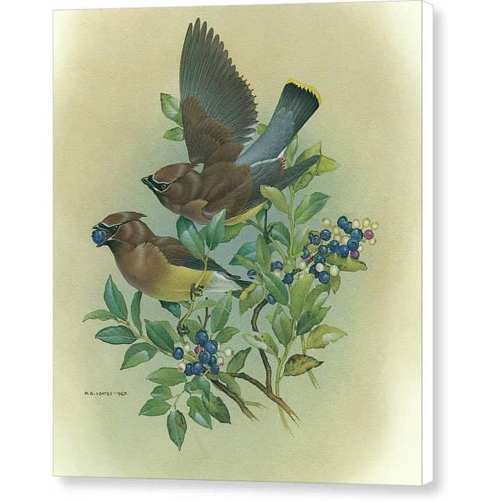 Cedar Waxwings in Blueberry Bush - Canvas Print | Artwork by Glen Loates