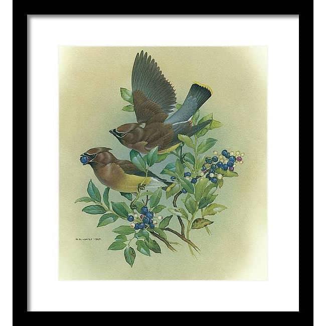 Cedar Waxwings in Blueberry Bush - Framed Print | Artwork by Glen Loates