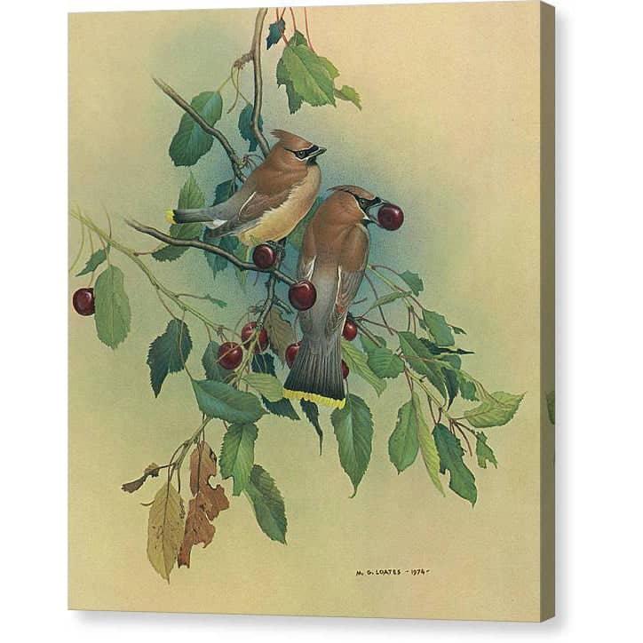 Cedar Waxwings in Cherry Tree - Canvas Print | Artwork by Glen Loates