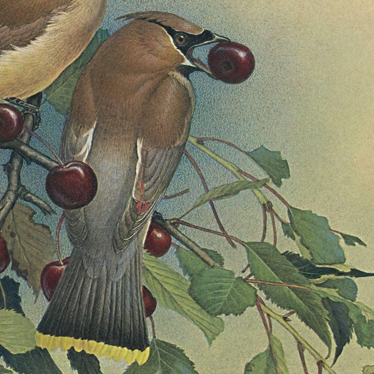 Cedar Waxwings in Cherry Tree - Canvas Print | Artwork by Glen Loates