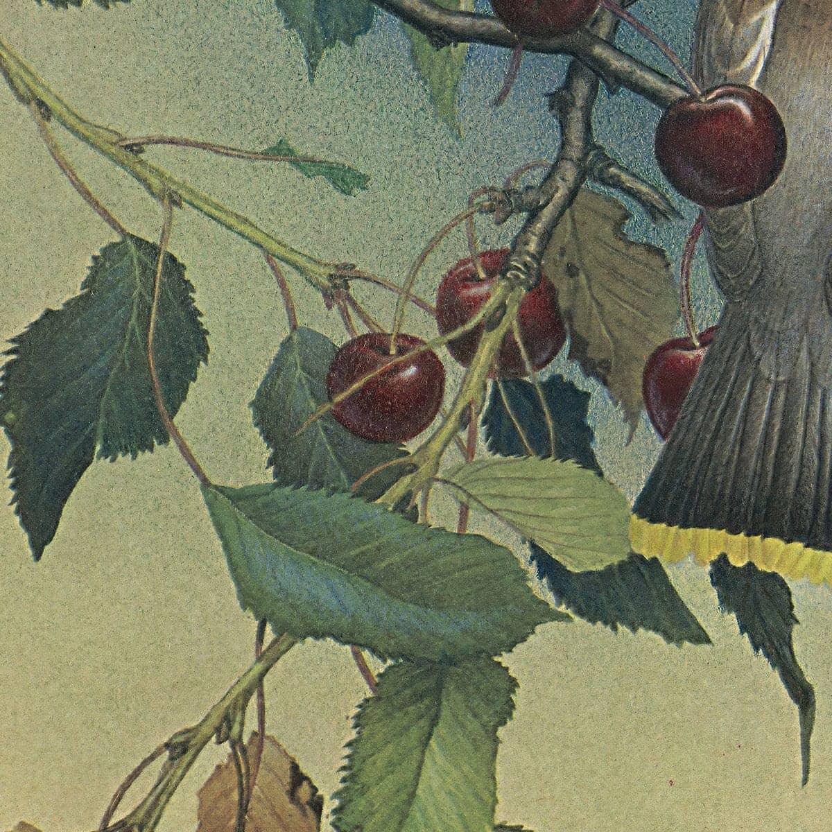Cedar Waxwings in Cherry Tree - Canvas Print | Artwork by Glen Loates