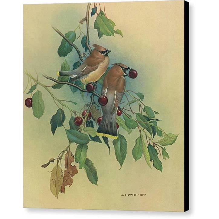 Cedar Waxwings in Cherry Tree - Canvas Print | Artwork by Glen Loates