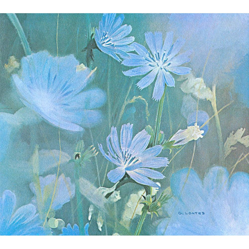 Chicories - Canvas Print | Artwork by Glen Loates